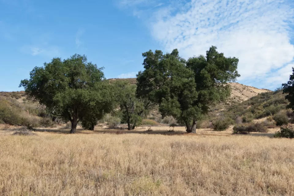 Two large California live oaks in a field of dry grass.
